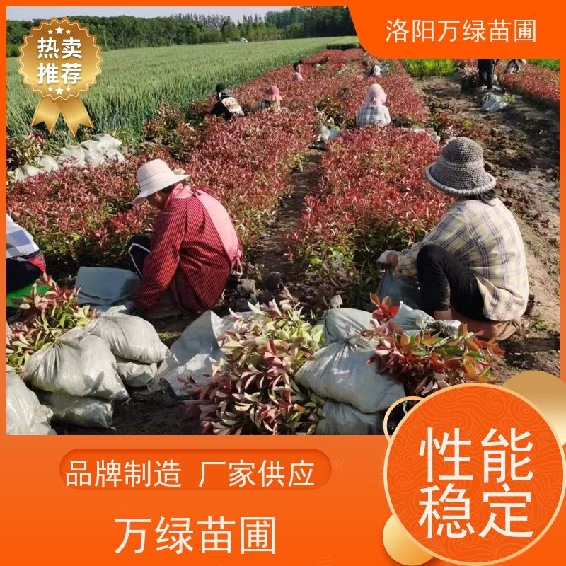 洛阳万绿苗圃 小区厂区 50公分红叶石楠 绿篱色块种植 红色叶子