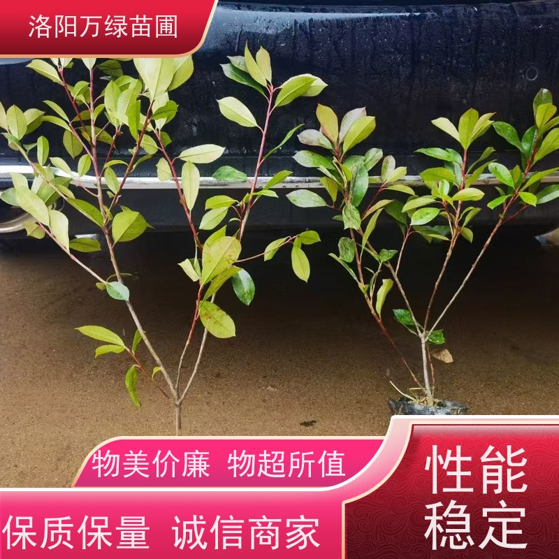 洛阳万绿苗圃 庭院别墅 50公分红叶石楠 绿化带种植 颜色鲜艳