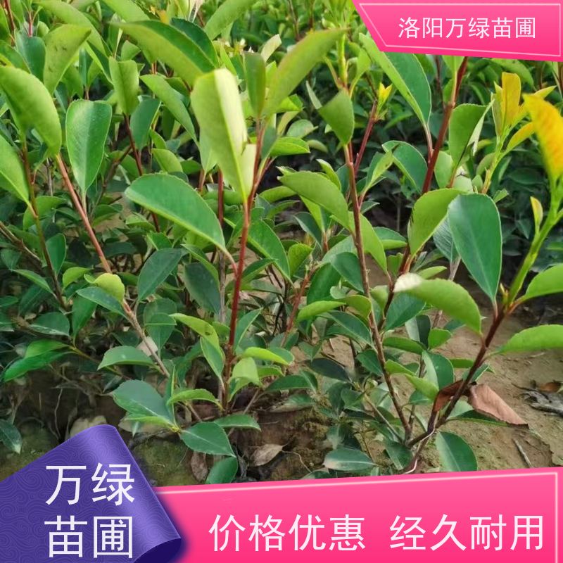 洛阳万绿苗圃 学校商场 30公分红叶石楠 绿化带种植 红色叶子