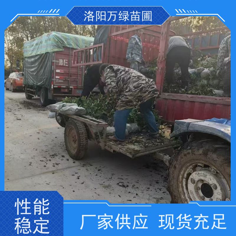 洛阳万绿苗圃 小区厂区 30公分红叶石楠 绿化带种植 颜色鲜艳
