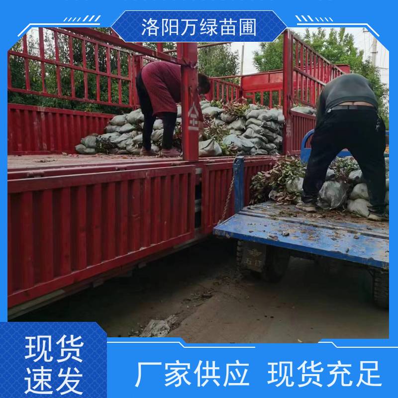 洛阳万绿苗圃 小区厂区 30公分红叶石楠 养护简单 四季常绿
