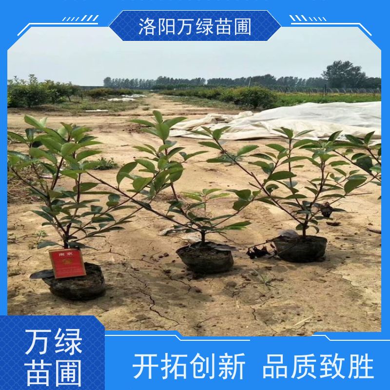 洛阳万绿苗圃 庭院别墅 50公分红叶石楠 养护简单 红色叶子