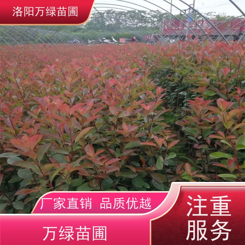 洛阳万绿苗圃 公园广场 50公分红叶石楠 道路两侧绿篱 四季常绿