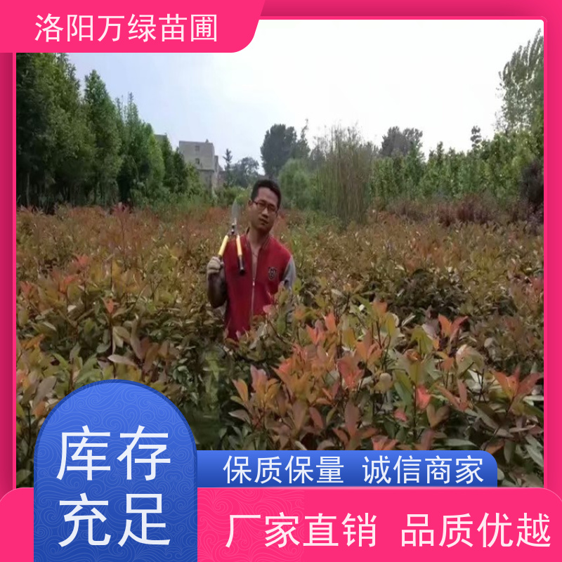 洛阳万绿苗圃 学校商场 30公分红叶石楠 绿化带种植 四季常绿