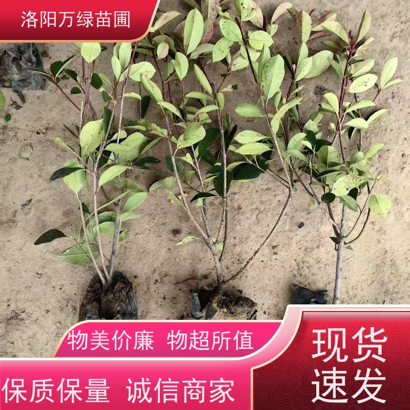 洛阳万绿苗圃 小区厂区 30公分红叶石楠 养护简单 颜色鲜艳