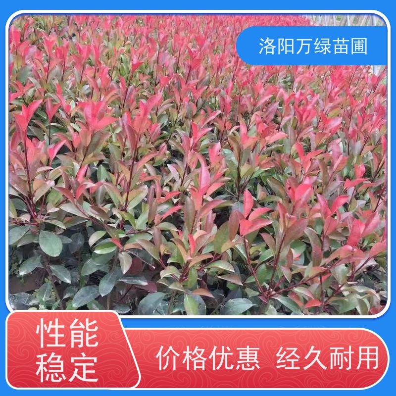 洛阳万绿苗圃 公园广场 50公分红叶石楠 绿化带种植 四季常绿