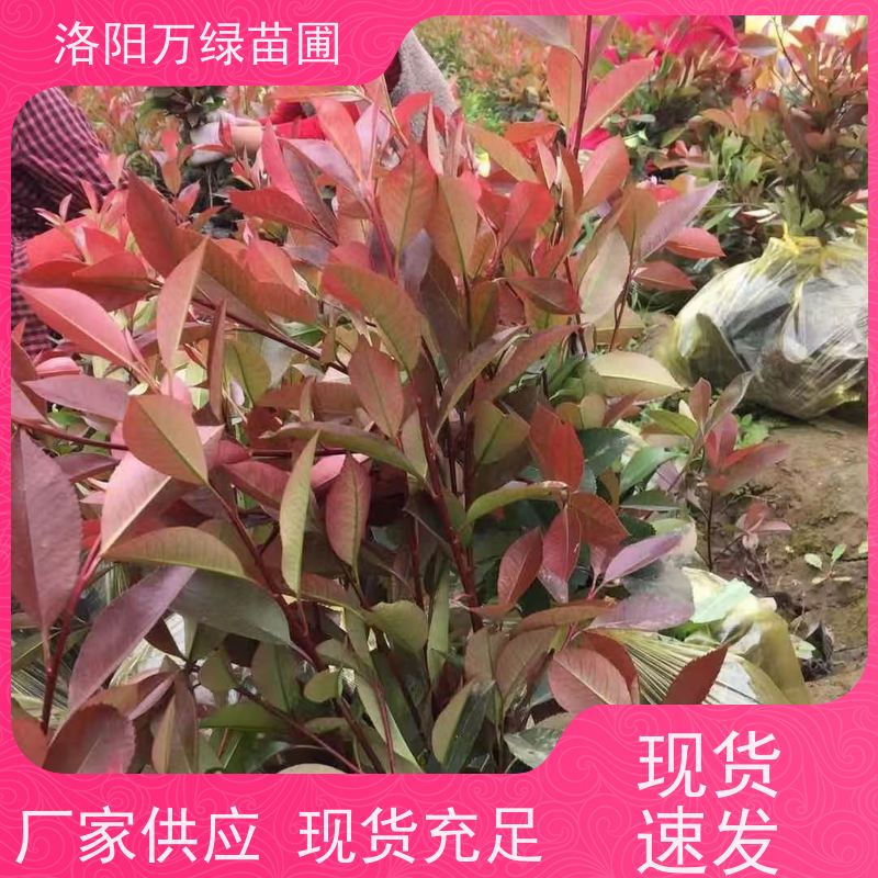 洛阳万绿苗圃 庭院别墅 30公分红叶石楠 道路两侧绿篱 四季常绿