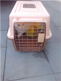 天津北辰宠物猫托运