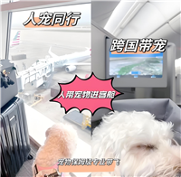 2026宠物托运沧州孟村猫咪宠物托运空调轿车