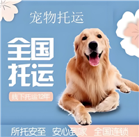 2026宠物托运榆林定边宠物猫托运火车托运