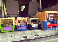 2026宠物托运山西临汾古县宠物猫托运宠物活体运输