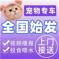 2026宠物托运楚雄大姚宠物猫咪托运飞机托运宠物