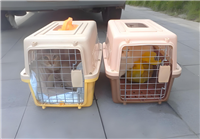 2026宠物托运广东江门台山正规宠物托运专车托运宠物