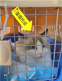 2026宠物托运山东济宁金乡正规宠物托运宠物托运公司