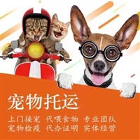 2026宠物托运济南商河正规宠物托运汽车带宠物托运