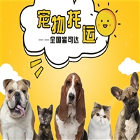 2026宠物托运河北廊坊大城猫咪宠物托运汽车带宠物托运