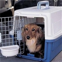 2026宠物托运广东汕头潮阳宠物狗狗托运宠物托运费用