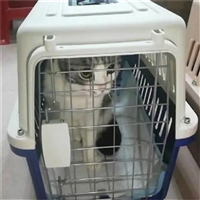 2026宠物托运云南丽江永胜宠物托运邮寄宠物托运费用