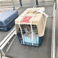 2026宠物托运河北邯郸永年宠物猫托运宠物狗托运