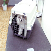 2026宠物托运天津河北宠物猫咪托运航空托运