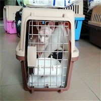 2026宠物托运湖南怀化中方宠物猫托运宠物单独托运