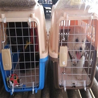 2026宠物托运忻州五寨宠物出国托运汽车带宠物托运