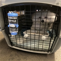 2026宠物托运河北沧州青县宠物出国托运航空托运宠物