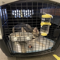 2026宠物托运自贡富顺正规宠物托运宠物托运运输费用