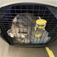 2026宠物托运河北宠物托运邮寄宠物飞机托运