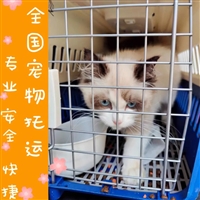 2026宠物托运天津宝坻靠谱的宠物托运靠谱猫咪狗狗搬家运输