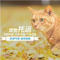 2026宠物托运洛阳栾川宠物狗狗托运托运活体狗