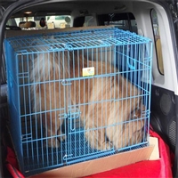 2026宠物托运吕梁猫咪宠物托运飞机托运宠物