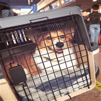 2026宠物托运贵州贵阳小河正规宠物托运飞机托运宠物