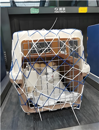 2026宠物托运安徽淮南谢家集正规宠物托运靠谱猫咪狗狗搬家运输