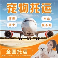 2026宠物托运四川成都新都宠物猫咪托运靠谱猫咪狗狗搬家运输