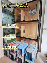 2026宠物托运南平建瓯猫咪宠物托运客车托运狗