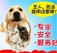 2026宠物托运唐山丰润宠物猫咪托运宠物火车托运
