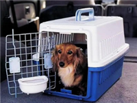 2026宠物托运广东揭阳揭西宠物出国托运航空托运宠物