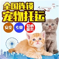 2026宠物托运河北保定唐县宠物猫咪托运靠谱猫咪狗狗搬家运输
