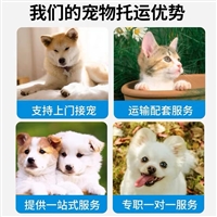 2026宠物托运咸阳兴平宠物出国托运宠物单独托运