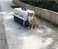 2026宠物托运河南新乡卫辉靠谱的宠物托运宠物火车托运
