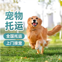 2026宠物托运吕梁柳林猫咪宠物托运航空托运宠物