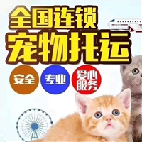 2026宠物托运鹤壁鹤山靠谱的宠物托运航空宠物运输