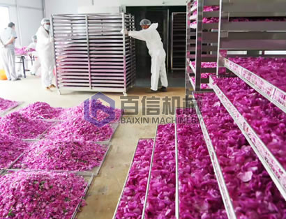 玫瑰花烘干机烘干现场