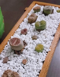 珍珠岩 土壤改良剂 保水透气 防虫害 常常用于园艺农业 厂家批发