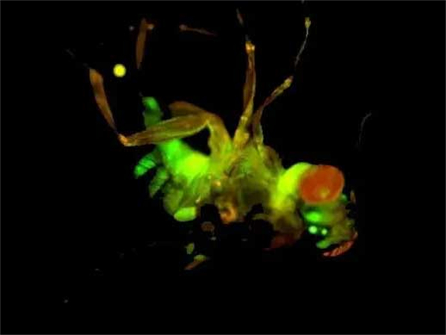 明慧 荧光 体视显微镜 MHZF700 线虫研究