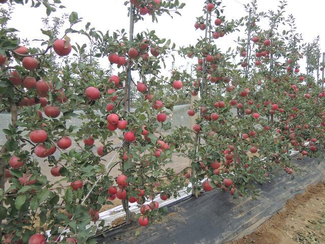 大苹果树苗价格　泰安大苹果树