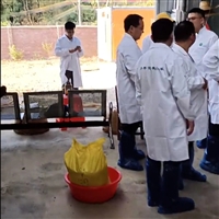 散养黑山羊 养殖出售 成年种羊 四肢健壮 灵活敏捷