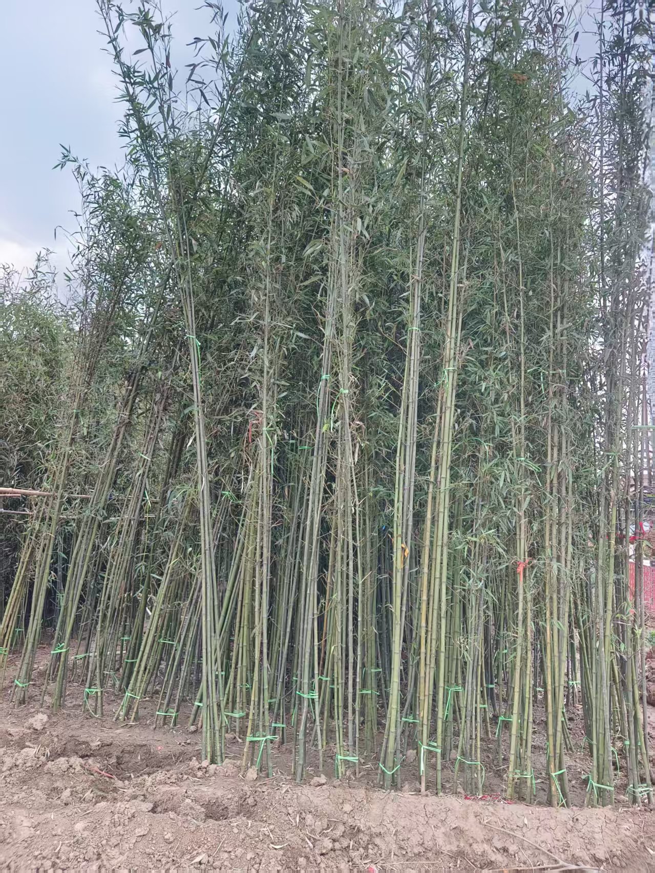 河南鄢陵竹子批发