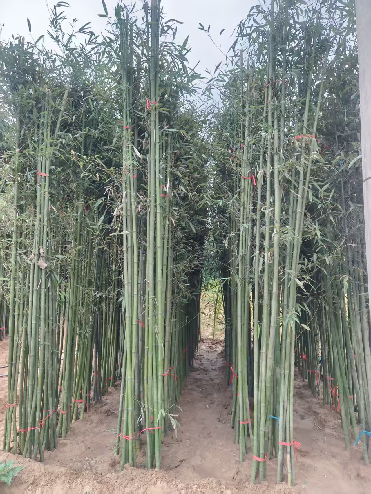 河南鄢陵竹子价格优惠规格齐全